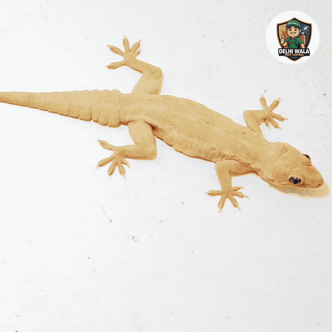 Lizard Control